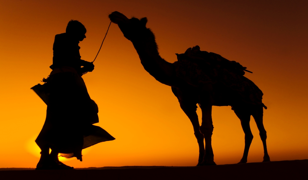 Man with Camels